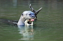 Giant Otter03-01